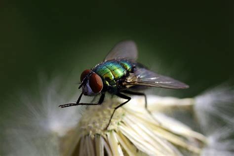 Why Do Flies Always Rub Their Legs By Evgeny Aug 2020 Medium