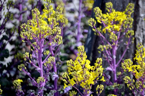 Flower,flowering,kale,plant,purple - free image from needpix.com