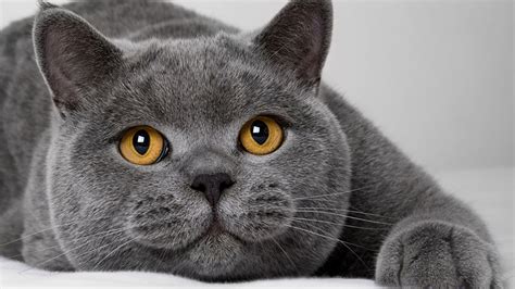 Grey Cat Wallpapers - 4k, HD Grey Cat Backgrounds on WallpaperBat