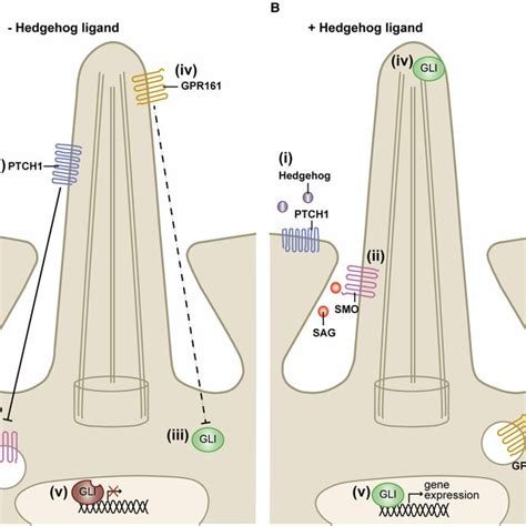 Hedgehog Signalling Is Initiated At Primary Cilia A In The Absence