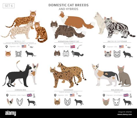 Domestic Cat Breeds And Hybrids Collection Isolated On White Flat