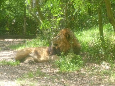 Getting Catty at Jacksonville Zoo