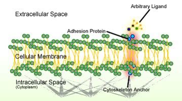 Glycocalyx | Definition, Function & Structure - Video & Lesson ...