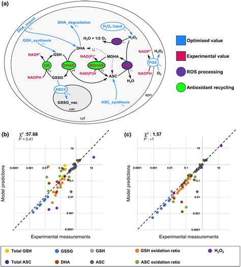 Enzymebased Kinetic Modelling Of ASCGSH Cycle During Tomato Fruit