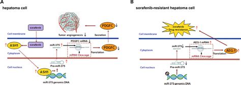 Molecular Mechanisms By Which MiR 375 Represses Tumor Angiogenesis And