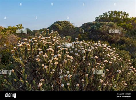 Typical Coastal Fynbos Vegetation In The Cape Agulhas Region Lagulhas