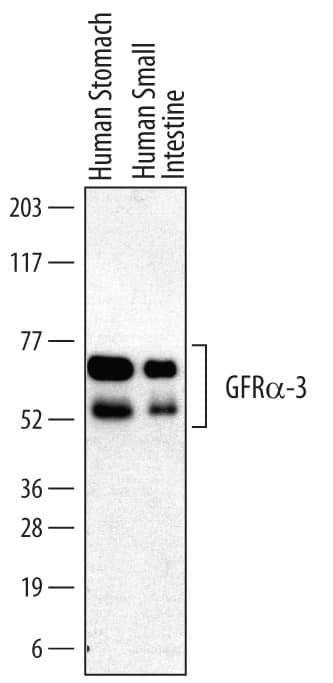 GFR Alpha 3 GDNF R Alpha 3 Products Bio Techne