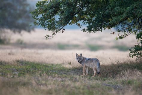 Landesfachausschuss Wolf In Nrw Nabu