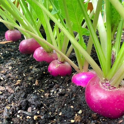 These Turnips Are Ready For The Harvest 🙌🌱 ️ Just Like Cauliflower And