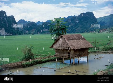 Vietnam Fils La Maison Sur Pilotis Thai Noir Avec Toit De Chaume En