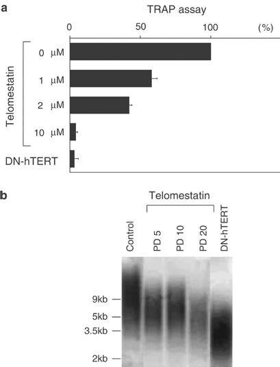 Effects Of Telomestatin And Dominant Negative Dn Htert Expression On