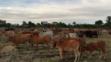 Beginilah Suasana Menjelang Magrib Jutaan Sapi Lembu Lagi Berkumpul Di