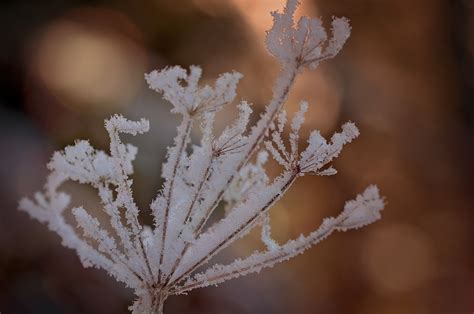 Kostenlose Foto Baum Natur Ast Bl Hen Schnee Winter Fotografie