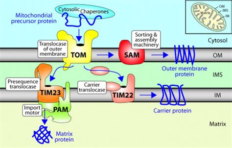 The Protein Import Machinery Of Mitochondria Journal Of Biological