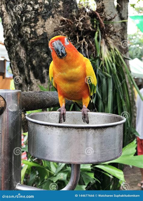 Conures De Aratinga Ou Solstitialis De Aratinga Ou Periquito De Sun