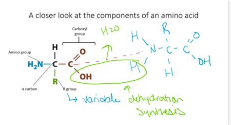 Bio 111 Chapter 4 Flashcards Quizlet