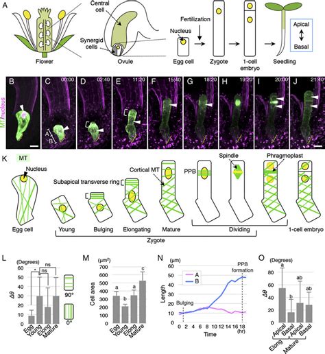 Live Cell Imaging And Quantification Of MT Dynamics During Zygote