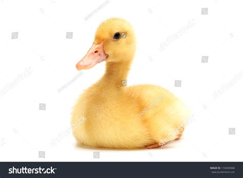 Duckling On White Background Stock Photo 110493068 | Shutterstock