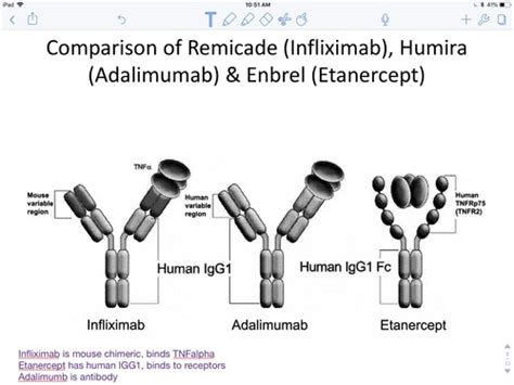 Immunology Exam High Yield Version Cytokines And Immune Cell Subsets