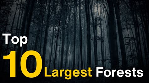 Top 10 Largest Forests In The World YouTube