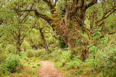 Mount Kenya National Park Av Tours Nl