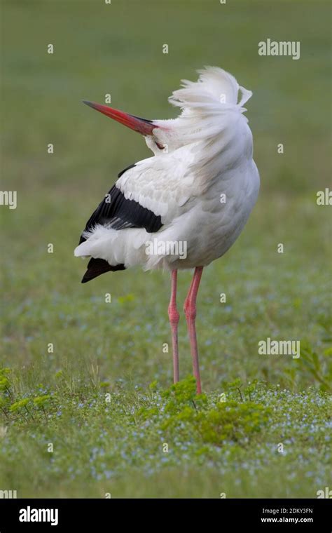 White Stork Displaying Ooievaar Baltsend Stock Photo Alamy