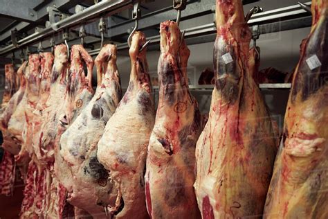 Carcasses Of Meat Hanging In Butchers Cold Store Stock Photo Dissolve