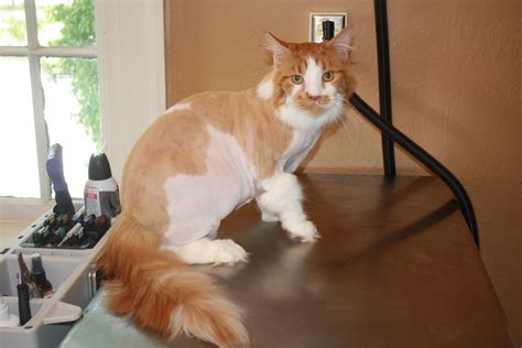 Amazing Maine Coon Lion Cut Check It Out Now