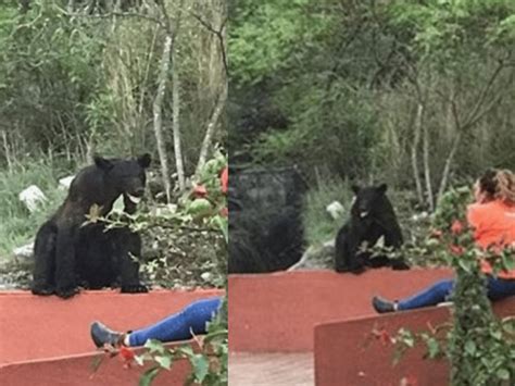 Video Captan A Oso Entrando A Facultad De Comunicaci N En Monterrey