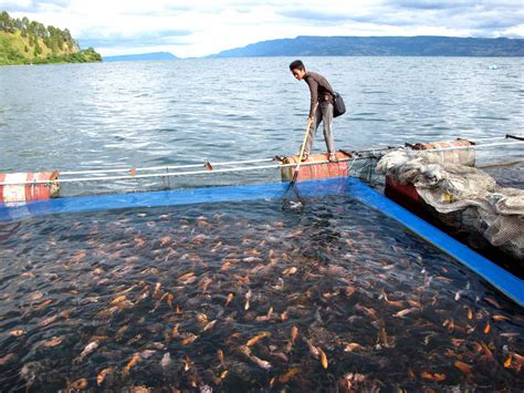 Produksi Perikanan Budidaya Selama 5 Tahun Terakhir Tumbuh 4 97