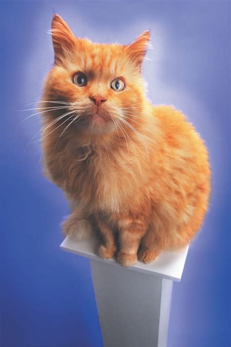 Забавный рыжий кот
