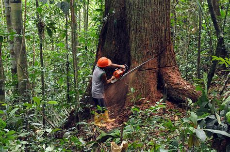 Osinfor Y El Proyecto Usaid Pro Bosques Presentan Propuestas Para