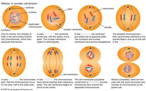mitosis vs meiosis chart answer key errors can confuse students
