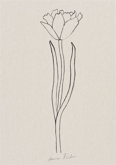 Tulip Drawing By Anna Farba Botanical Illustration Studio Botanical