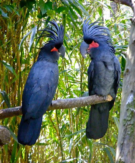 Black Palm Cockatoo Facts Pet Care Personality Pictures