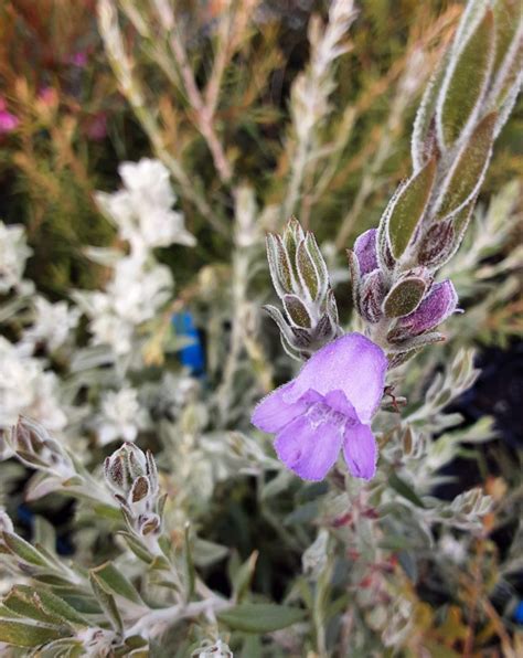 Eremophila Nivea X Christophori In 68mm Super Tube Trigg Plants