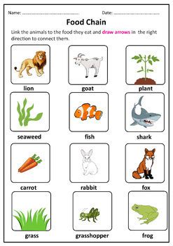 Food Chain Bundle Of Worksheets Grades Ms Marwa Tarek Sale