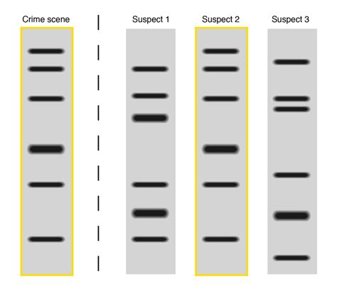 Sc912l1610 Biotechnology Welcome To Dr Suris Science Class