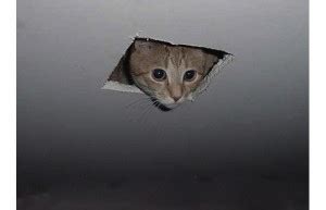 Create Meme Cat In The Ceiling Meme Basement Cat The Cat From The