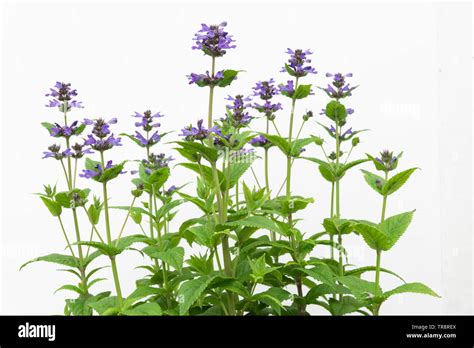 Nepeta neptune hi-res stock photography and images - Alamy
