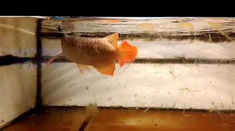 Red Arowana Tanning Youtube