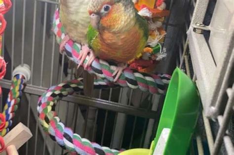 2 Bonded Female GC Conures