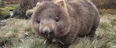 Australian Wildlife - Wombat