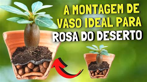 Como Montar O Vaso Para Rosa Do Deserto Youtube