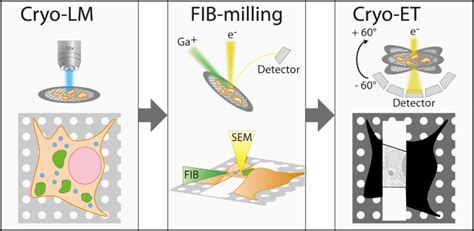 Quantification Of Gallium Cryo FIB Milling Damage In Biological Lamella