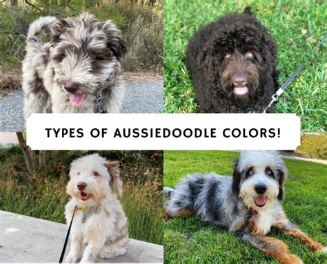 Types of Aussiedoodle Colors! Merles, Solids, etc.