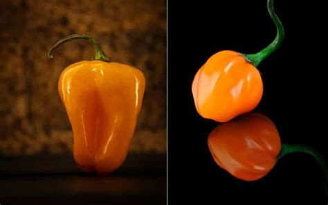 Scotch Bonnet Vs Habanero Key Differences