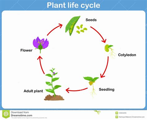 Plant Life Cycle Drawing at GetDrawings | Free download