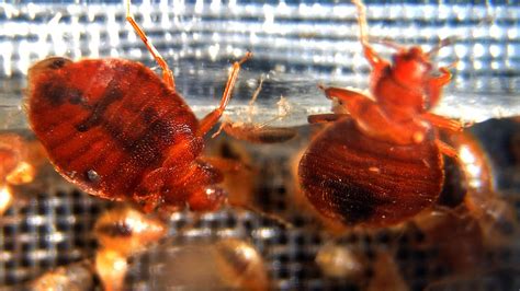 France Launches Bed Bug Campaign With Emergency Hotline World News