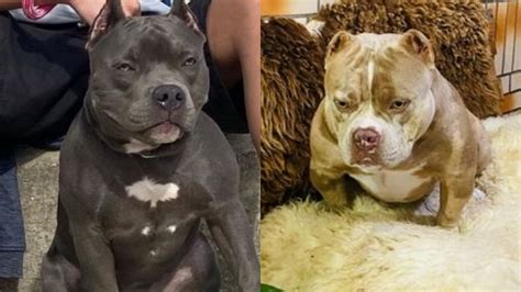 Cadela american bully prometida para cão da mesma raça pula cerca e